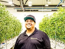 cannabis-security