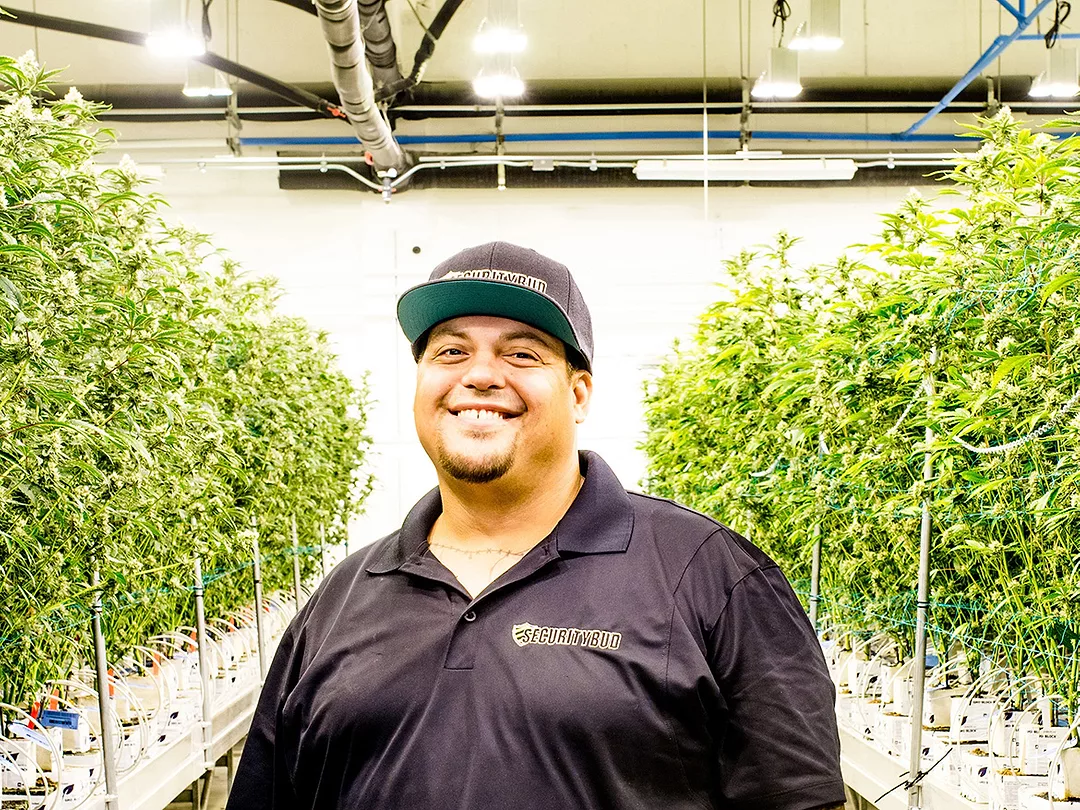 cannabis-security