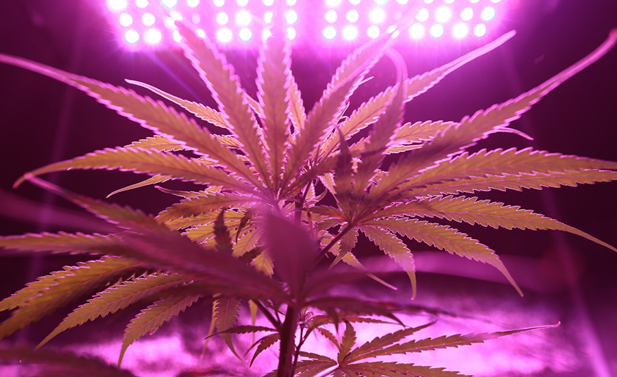 cannabis-grow-facility