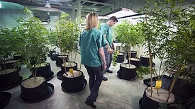 Brigid-Farms-Cannabis.jpeg