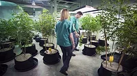 Brigid-Farms-Cannabis.jpeg
