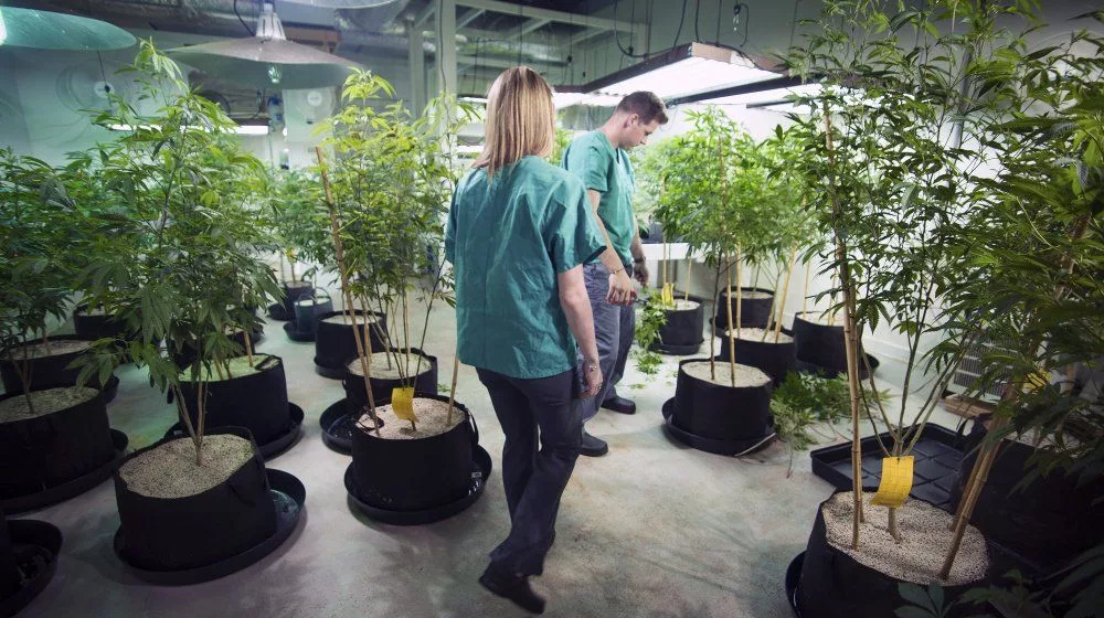 Brigid-Farms-Cannabis.jpeg