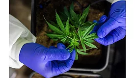 ASIS-Cannabis-Standard