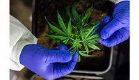 ASIS-Cannabis-Standard