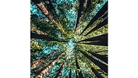 2026 Sustainability Podcast.jpg Trees