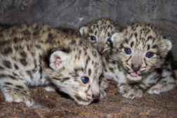 Nordic Ark baby snow leopards