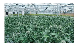 Cannabis operator deploys access control solution for 30 plus facilities
