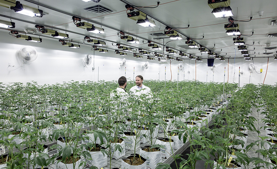 cannabis growery