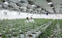NorCal-Pot cannabis growery