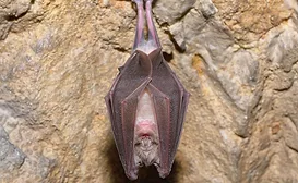 Boschbat2.jpg