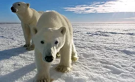 Milestone 2 Polar bears at camera PBI.jpg