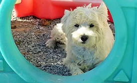 play dog pic pr.jpeg