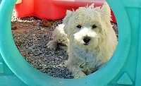 play dog pic pr.jpeg