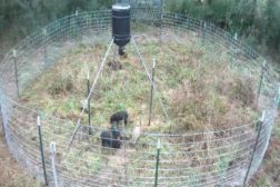 Wild Hogs and Remote Cameras