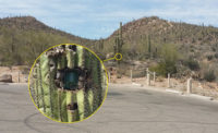 Dealers have devised some clever disguises for outdoor cameras Ã¢?? including hiding one inside a cactus.